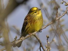 Emberiza citrinella